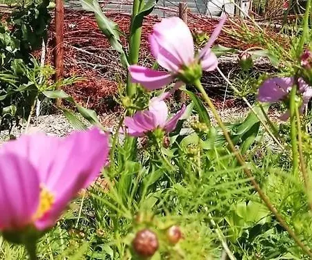 Group Huize Blokland On Nature Farm - 14p * Hem