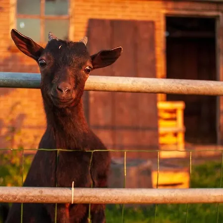 Group Huize Blokland On Nature Farm - 14p Tatil Evi